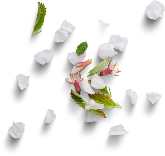 Petales de fleurs de pommier