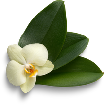 Vanilla flower and leaves